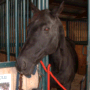 Black Mare