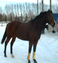 Bay Gelding