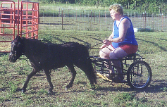 Bonnie driving William in the training pen