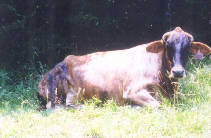 Brenda Senior - brahama cow