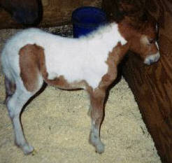 Highland Hill's Storm Dancer