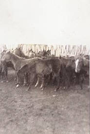 Horse Herd