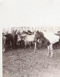 Horse Herd