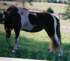 Diamond D's Little Jennifer