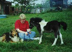 Barbara with Sheltie Sammy and Mini colt Highlands Hills Black Moon Rising