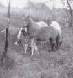 Snippie's Red Rose and foal