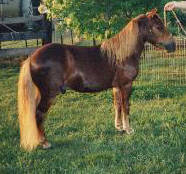 Shel-Lee's Barnaby