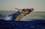 6 Day 5 Night Coastal Explorer Guided Coach Tour