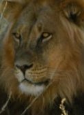South African�6 Day 5 Night Coastal Explorer Guided Coach Tours