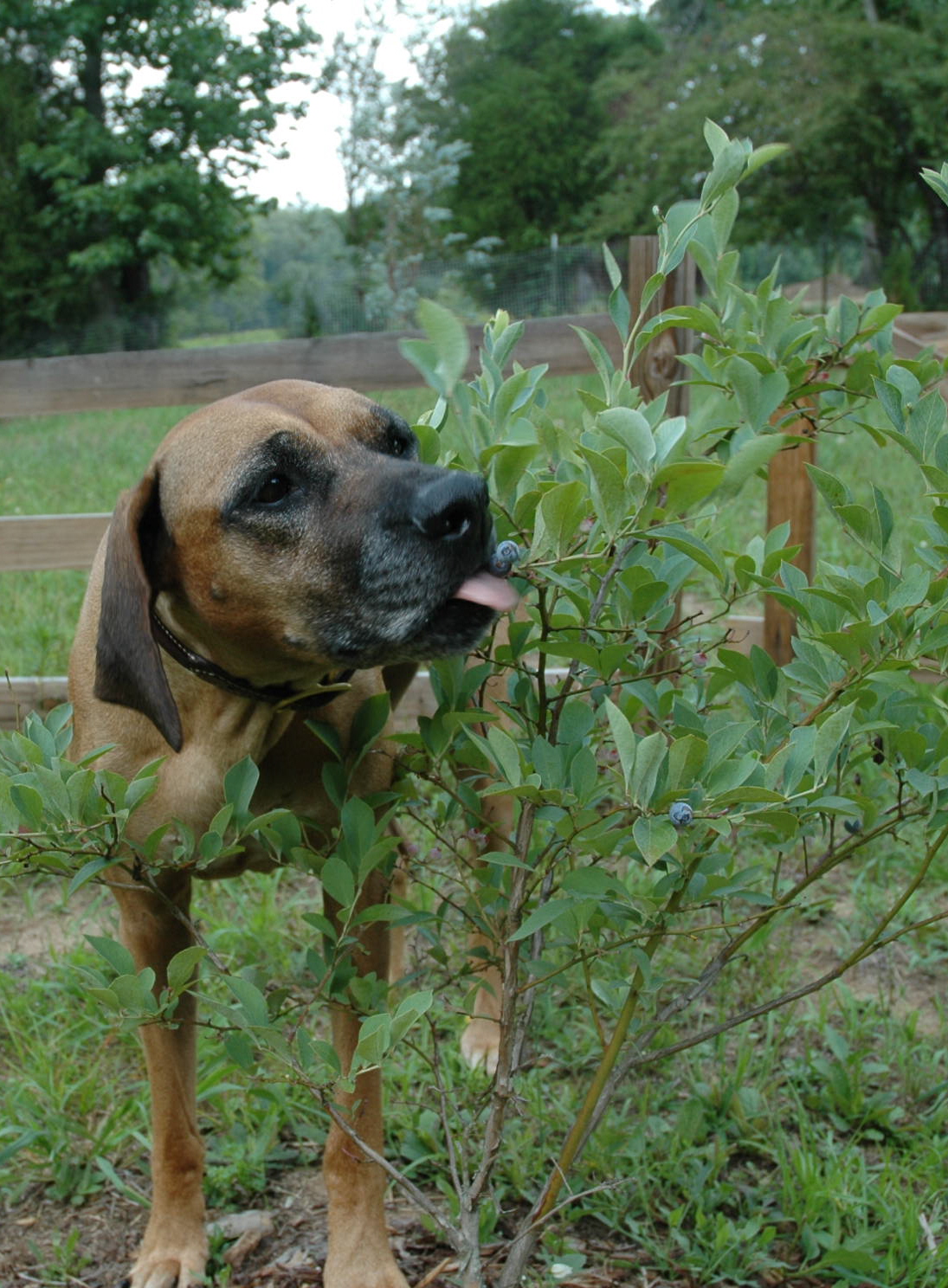 Mopane eating blueberries right off the bush!