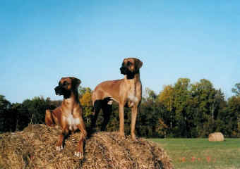 Piper and Mopane