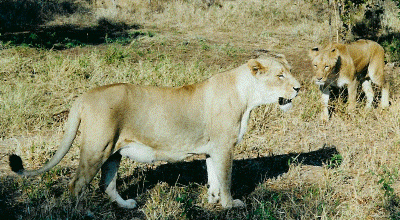 Self stacking Lion
