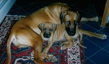 Piper and Mopane