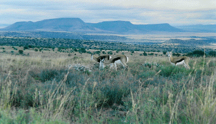 Mtn Zebra National Park
