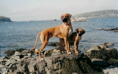 Piper and Mopane in Bar Harbor, ME