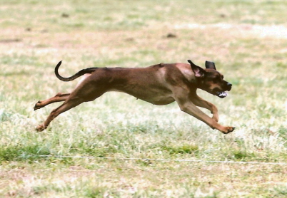 Chura running for her JC