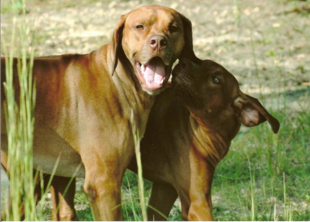 Khola and Rigel 2006