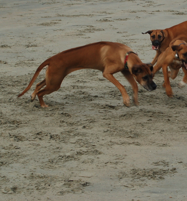 Mopane at the beach 12/08