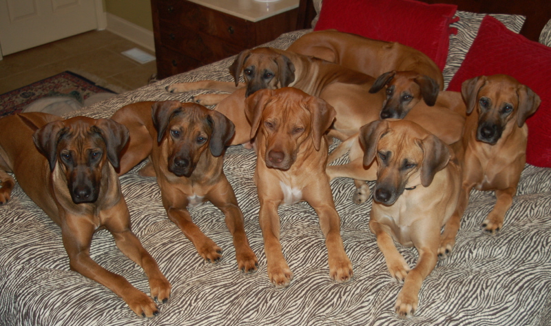 the whole gang - L to R in back then in front, Mopane, Piper, Ndza, Tabu, Chura, Khola and Zahra