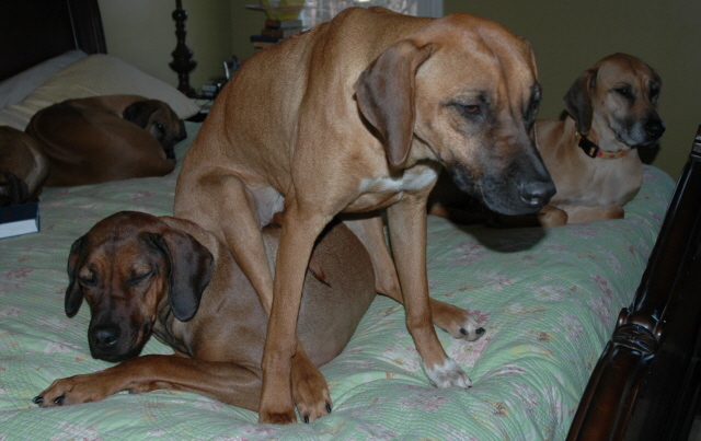 Reign Beau sitting on Chura 1/09