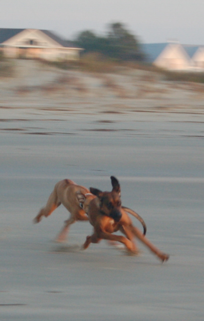 Tabu on the beach 12/08