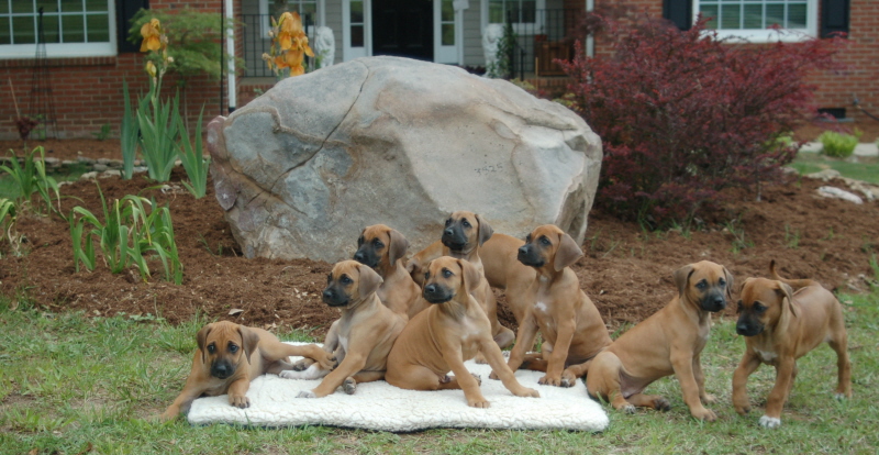 Zahra's litter 2008