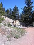 The largest petrified stump.