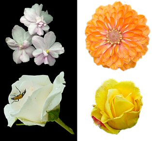 Flowers Tube
