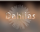 dahlias
