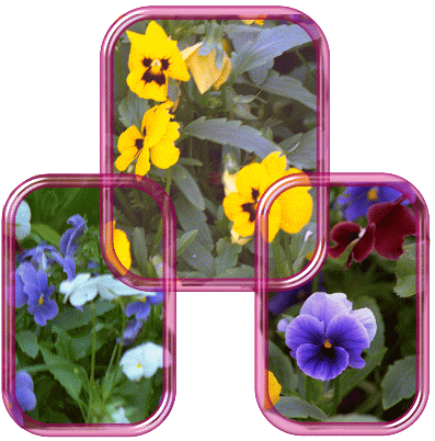 Pansies in our garden