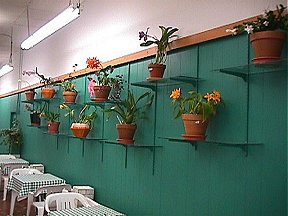 The Rs Orchid Wall