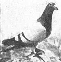 pigeon h&eacute;ro&iuml;que