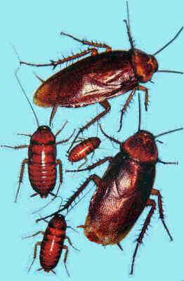 cockroaches