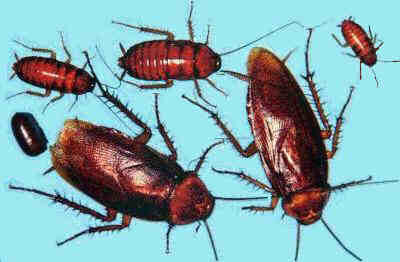 cockroaches