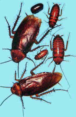 cockroaches