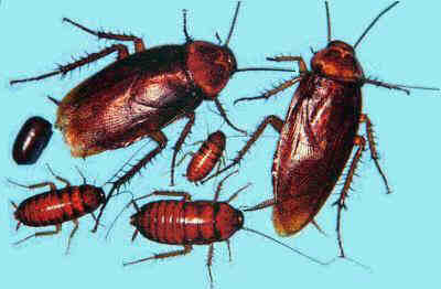 cockroaches