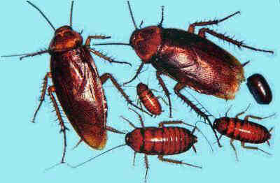roaches