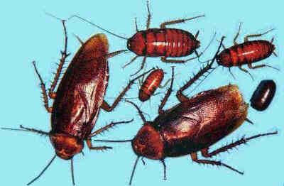 cockroaches