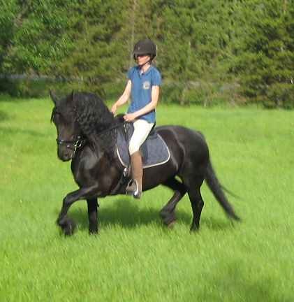 Imported Fresian mare being reschooled