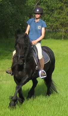 Training for dressage and pleasure