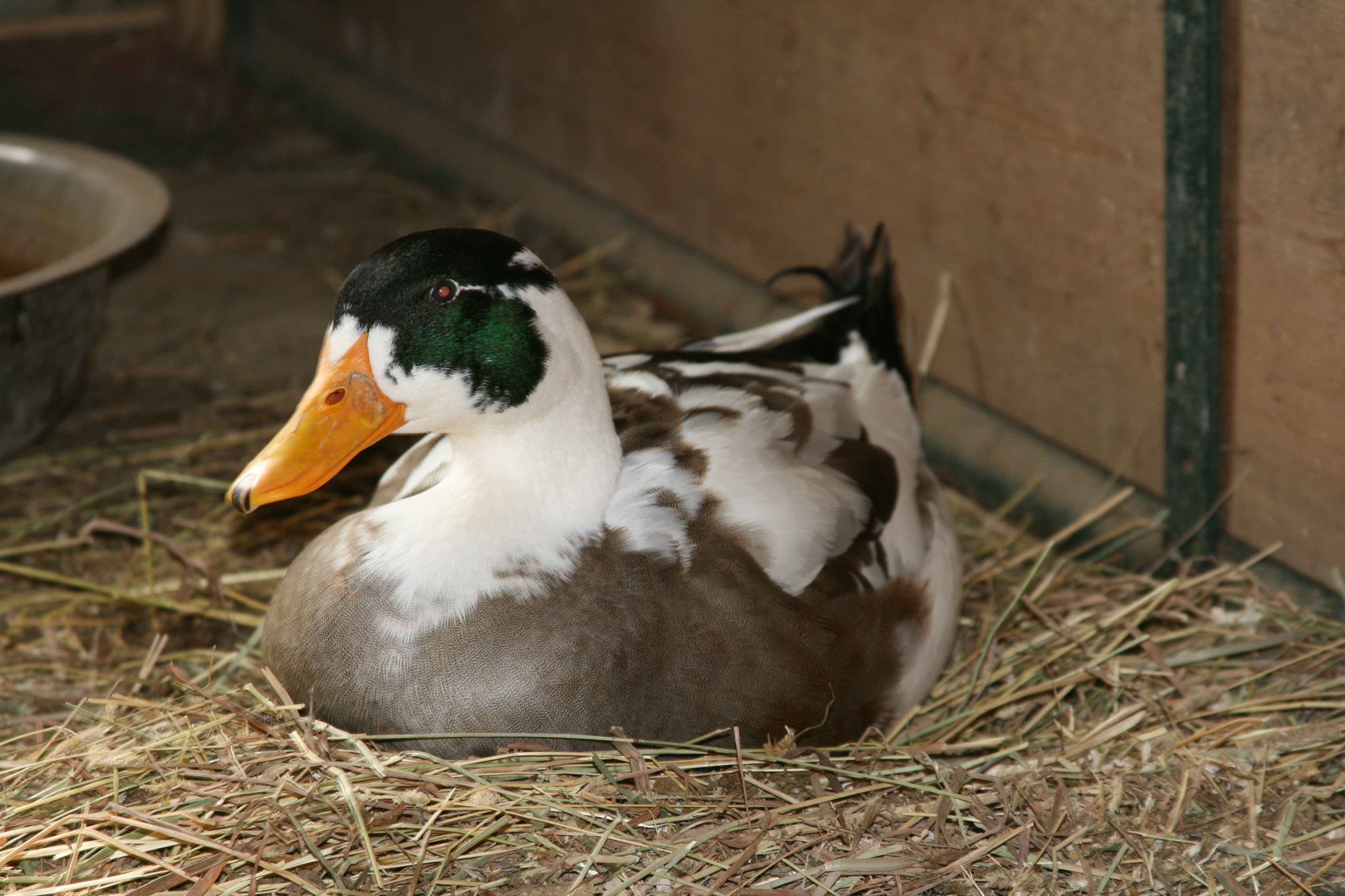 Larry the barn duck keeping warm on the heated floor