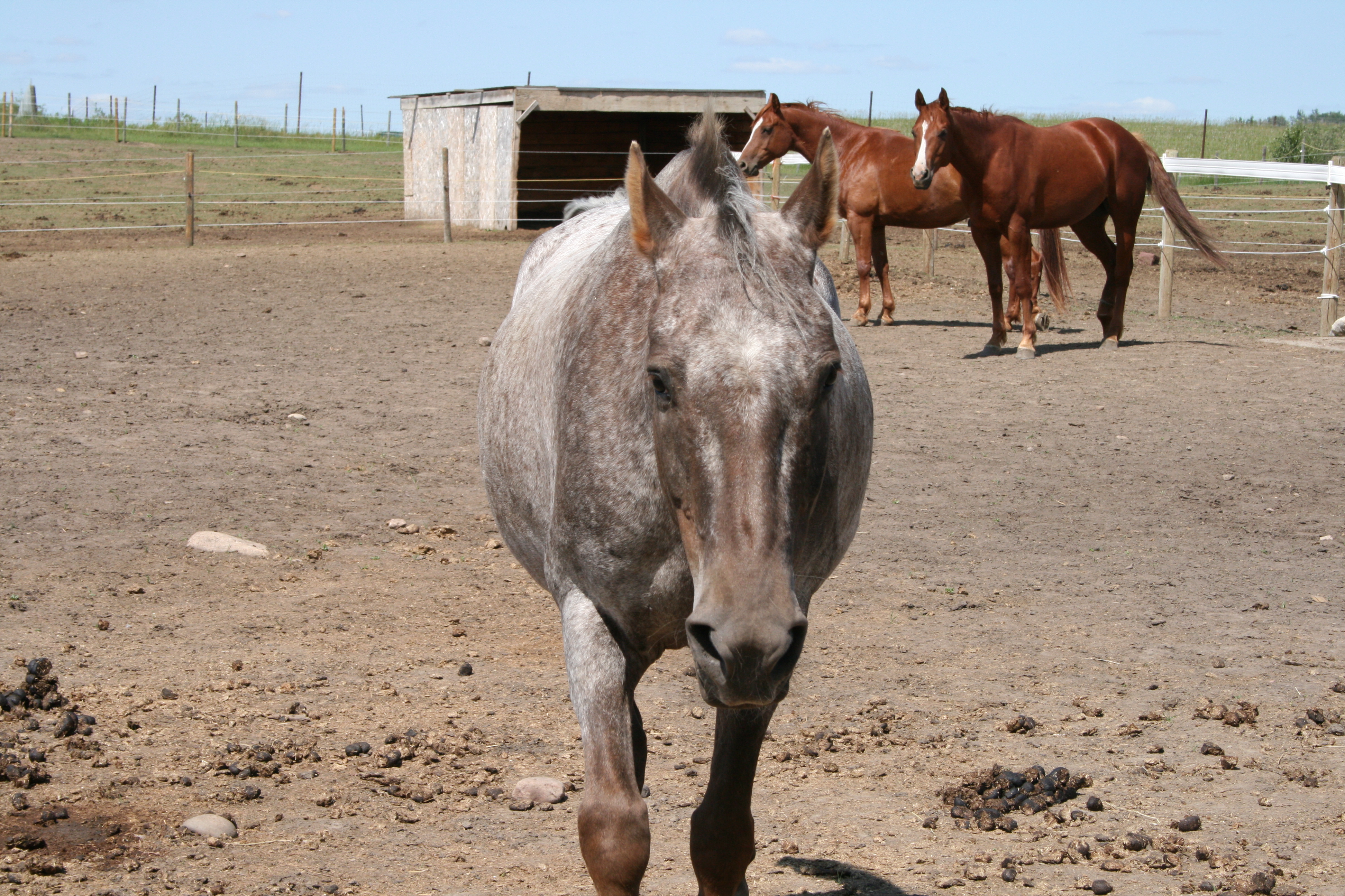 Rocket...always looking to be the centre of attention!