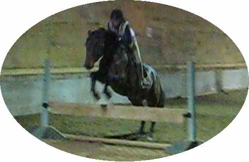Warmblood gelding being started over fences to sell