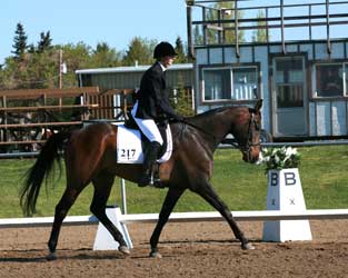 Dexter at Amberlea Spring Dressage Show 2007