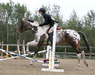 Starting horses over fences and showing