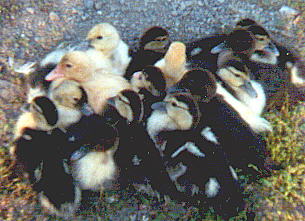 A pile of our duckies!