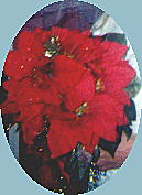 pointsetta bouquet with golden pine