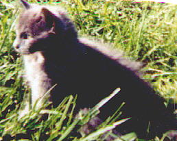 Our kitty baby, Stormy