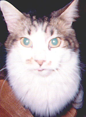 his kitty bro, Wheezer