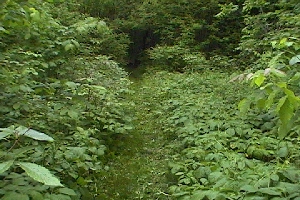 Trail